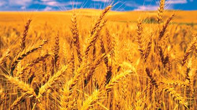 semelparity; wheat