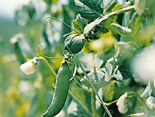 Pea (Pisum sativum)