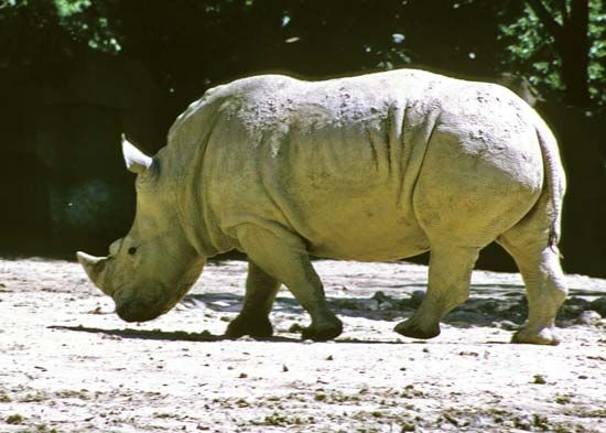 black rhinoceros