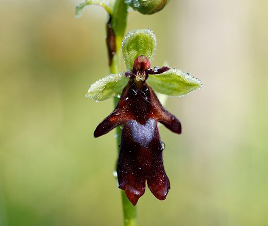 fly orchid