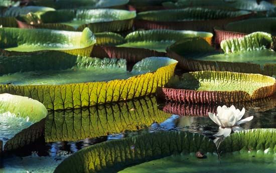 Amazon water lily