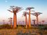 Field of baobab trees, Madagascar. (bottle tree)