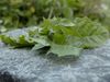 Are dandelions edible?