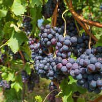 Red grapes grow in a vineyard.