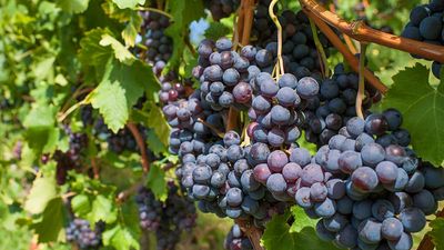 Red grapes grow in a vineyard.