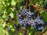 Red grapes grow in a vineyard.