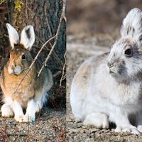 Snowshoe hare (Lepus americanus) with its Summer coat on the left side and its winter coat on the right.