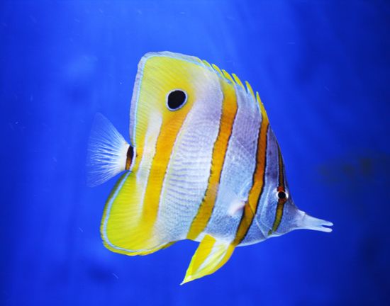 copperband butterflyfish