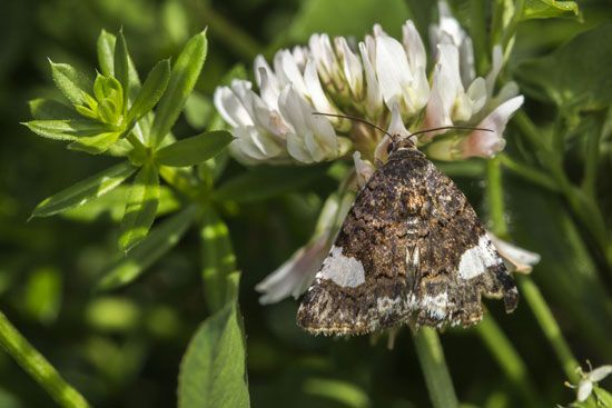 Moth pollination