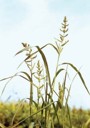 Barnyard grass (Echinochloa crus-galli)