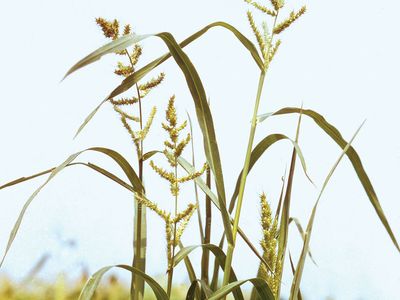 Barnyard grass (Echinochloa crus-galli)