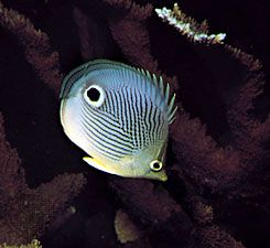 Startle markings of the four-eye butterfly fish (Chaetodon capistratus).