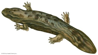 hellbender