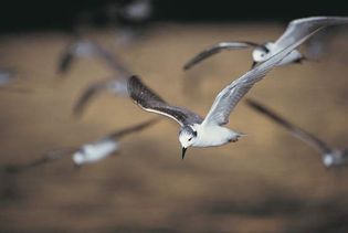 terns in flight