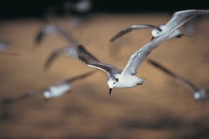 terns in flight