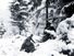 American soldiers in the Ardennes during the Battle of the Bulge.