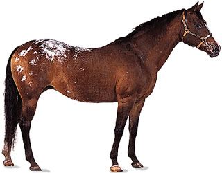 bay Appaloosa mare