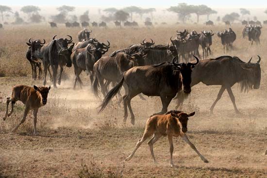 common wildebeest