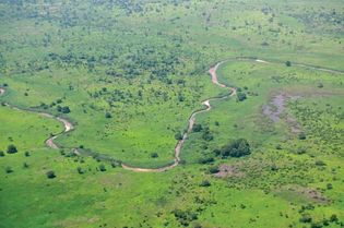 Savanna vegetation during the rainy season, South Sudan.