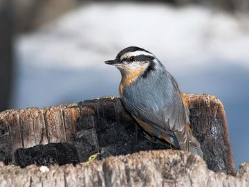 Nuthatch. nuthatch and creeper. bird. Red-breasted Nuthatch (Sitta canadensis) a small songbird in mid-winter. Near Fairmont Hot Springs, BC, Canada.