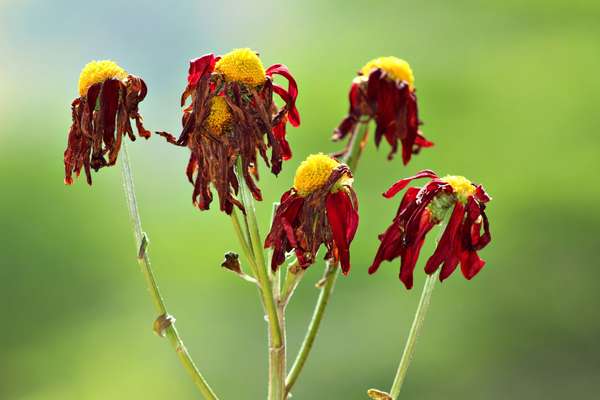 Dead and wilted flowers hang limply.