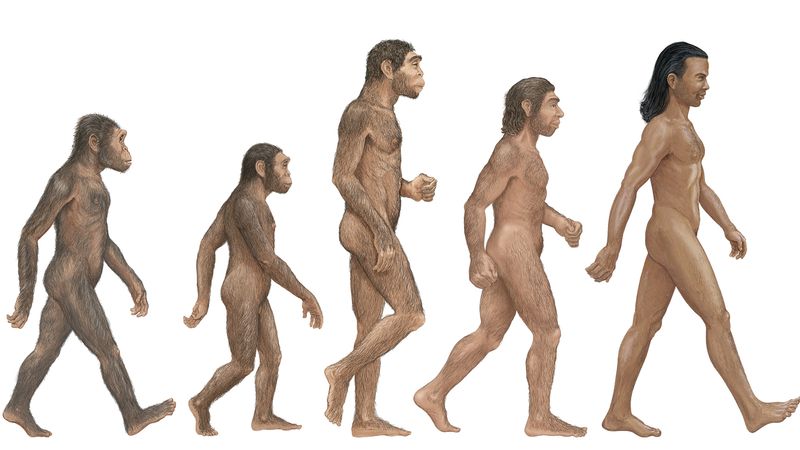 Compare Homo habilis, H. erectus, H. neanderthalensis, and H. sapiens to determine the first human species