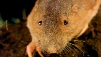 Observe a pocket gopher using its front teeth and foreclaws to burrow a home full of roots, stems, and tubers