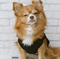 Brown chihuahua sitting on the floor, resting and squinting at a camera on a white brick wall background. (dogs, pets)