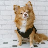 Brown chihuahua sitting on the floor, resting and squinting at a camera on a white brick wall background. (dogs, pets)