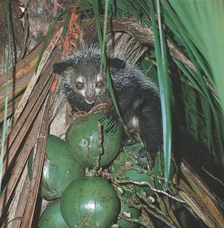 aye-aye (Daubentonia madagascariensis)