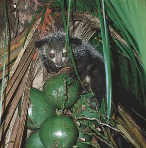 aye-aye (Daubentonia madagascariensis)