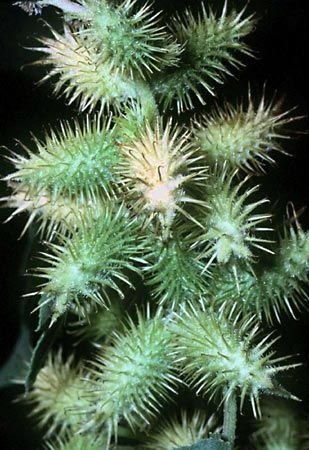 Cocklebur (Xanthium strumarium).