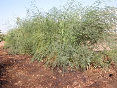 garden asparagus