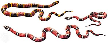 Müllerian mimicry: coral snakes