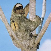 three-toed sloth