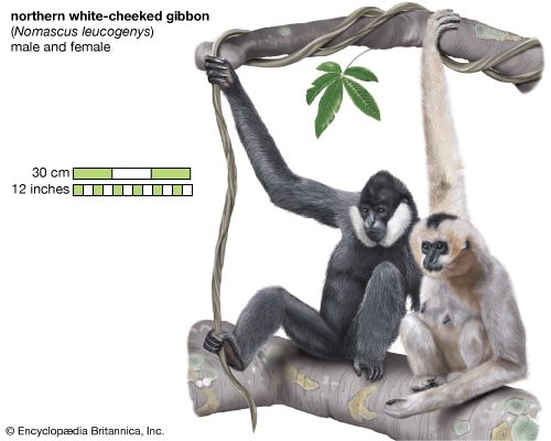 white-cheeked gibbon (Nomascus leucogenys)