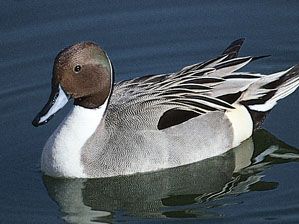 Common, or northern, pintail (Anas acuta).