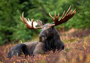 moose