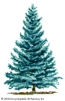 blue spruce