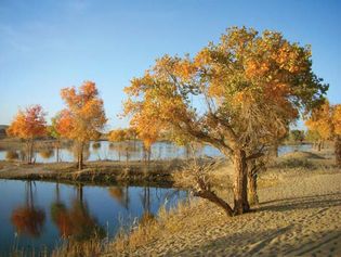 Tarim River