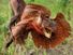 Frilled lizard (Chlamydosaurus kingii), Australia (reptile). Membrane around neck is raised when animal is threatened or surprised. (animal behavoir, behavioral response)