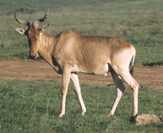 Coke's hartebeest, or kongoni (Alcelaphus buselaphus cokei).