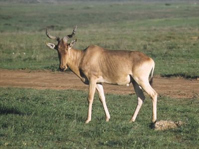 Coke's hartebeest, or kongoni (Alcelaphus buselaphus cokei).