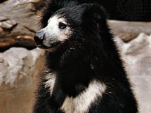 sloth bear