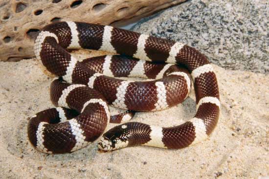 California king snake