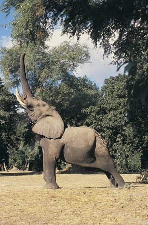 African savanna elephant