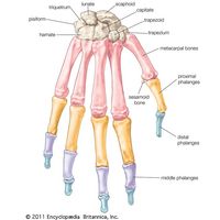 Bones of the wrist and hand: dorsal view. skeletal system, human anatomy, appendage, hand bones, wrist bones, metacarpal bones, finger bones, phalanges.