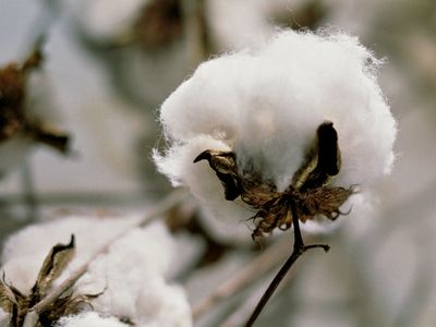 cotton plant