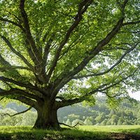 Spreading oak tree in summer. (green, leaves, deciduous, shade)