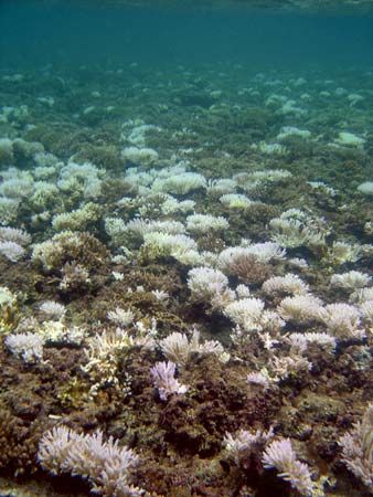 coral bleaching near the Mariana Islands